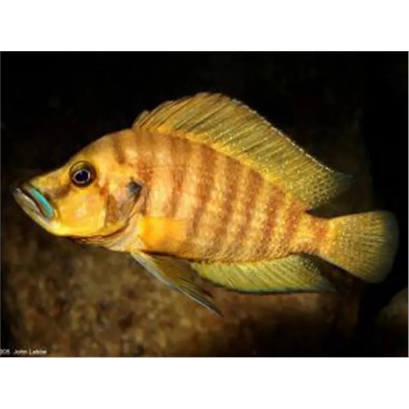 Lamprologus comp. mabilibili orange