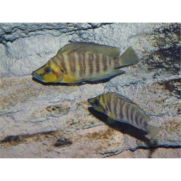 Lamprologus comp. mutondwe