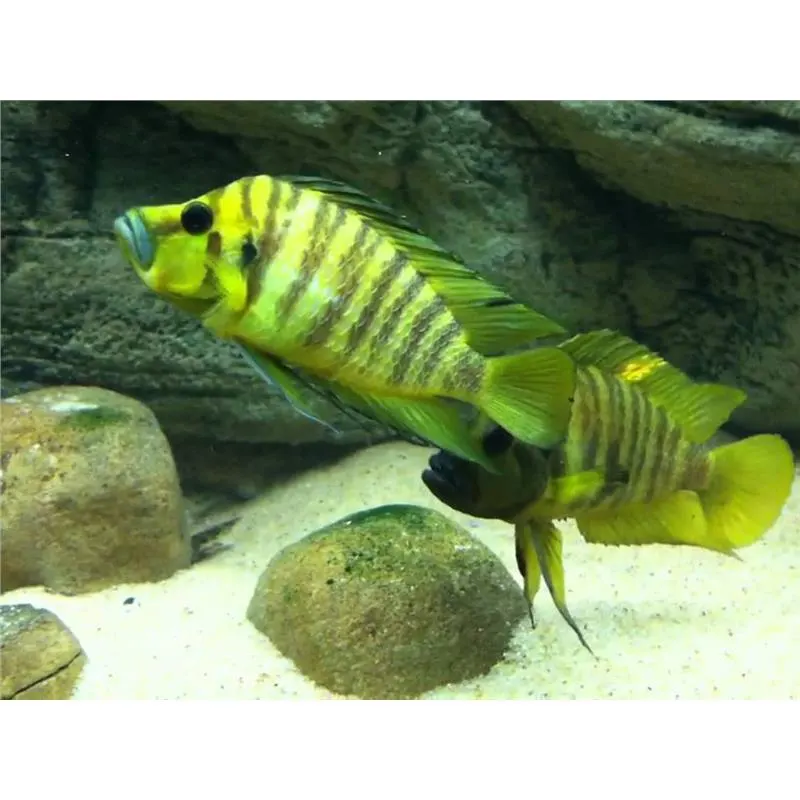 Lamprologus comp. yellow chaitika