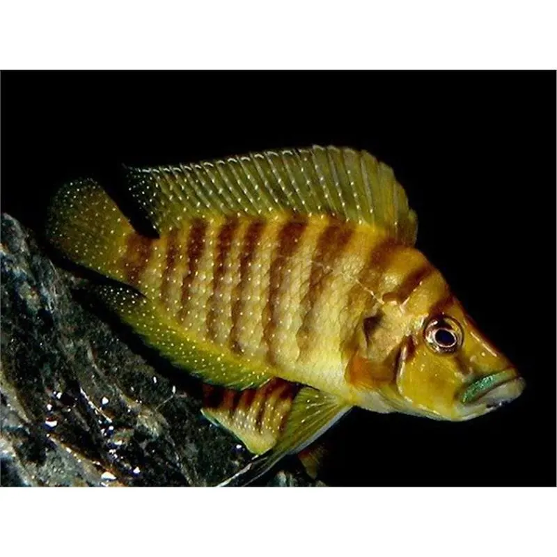 Lamprologus compressiceps