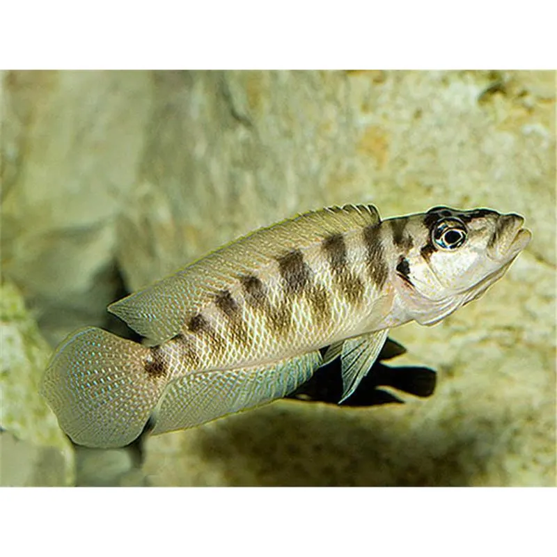 Lamprologus fasciatus