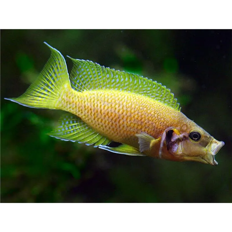 Lamprologus heliantus
