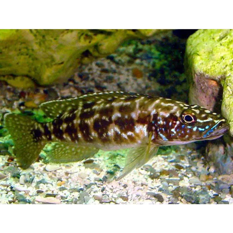 Lamprologus kendalli