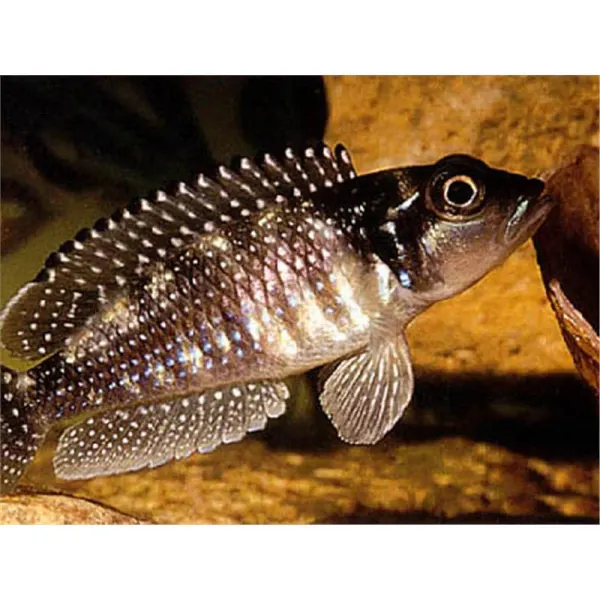 Lamprologus meleagris