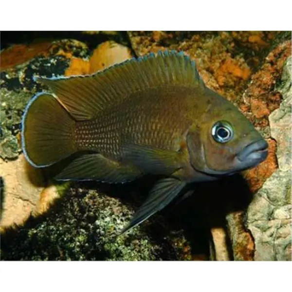 Lamprologus Moori 4-5 cm