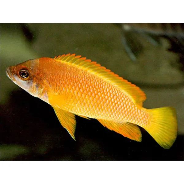 Lamprologus mustax