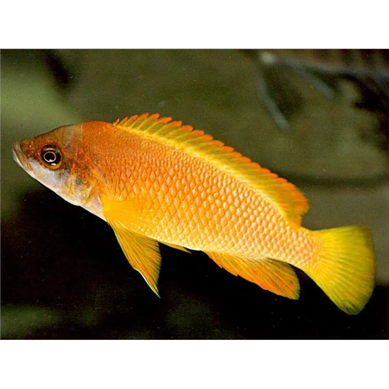 Lamprologus mustax