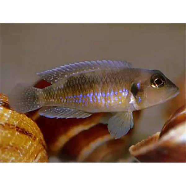 Lamprologus ocellatus