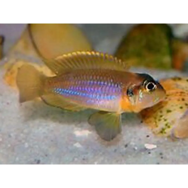 Lamprologus ocellatus blue