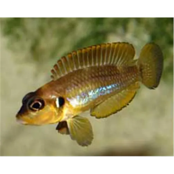 Lamprologus ocellatus gold