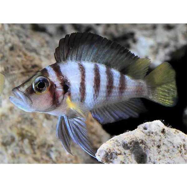 Lamprologus sp. sumbu