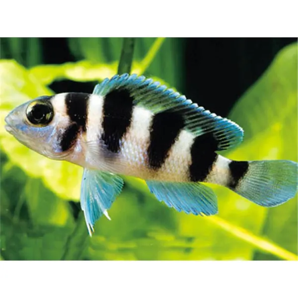 Lamprologus tretocephalus