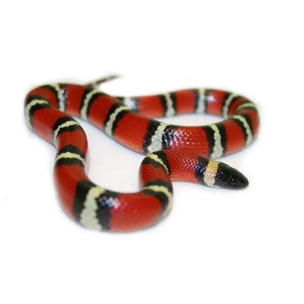 Lampropeltis pyromelana woodini Sarpe Regal de munte Arizona