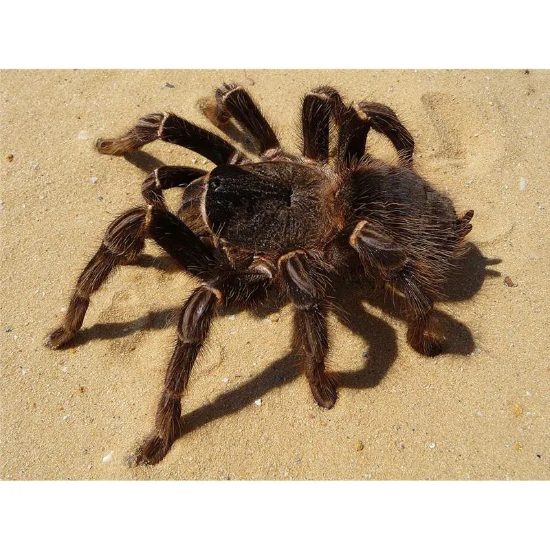 Lasiodora parahybana
