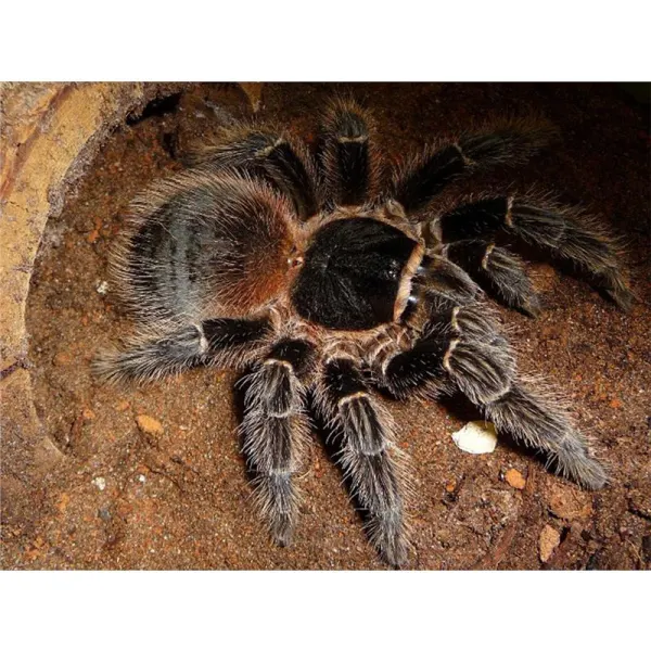 Lasiodora striatipes