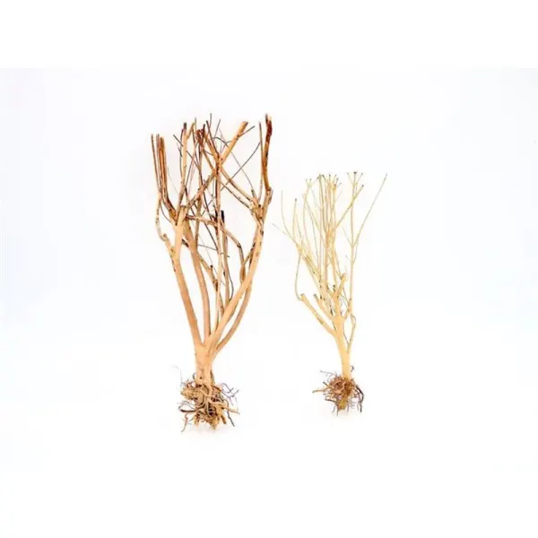 Lemn Aquadeco Slim Tree S