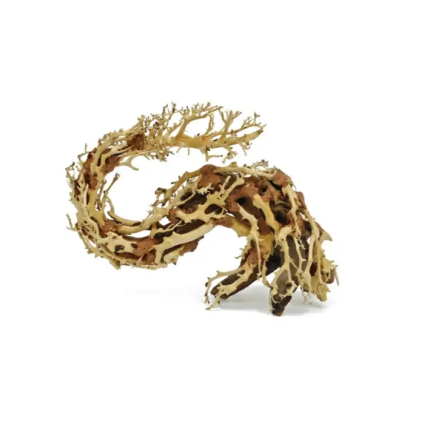 Lemn Dragon Wood Bonsai M