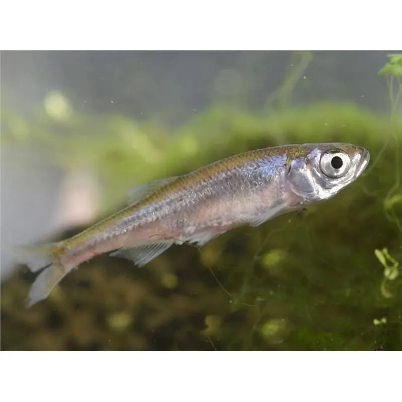 Leucaspius delineatus