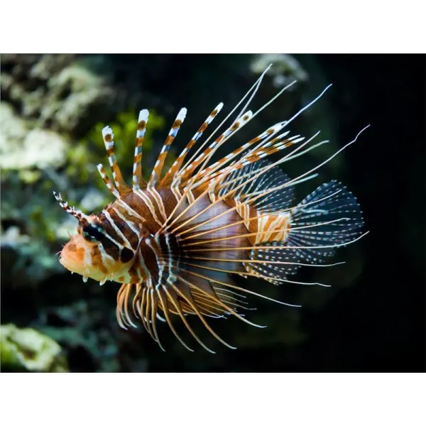 Lionfish Pterios Volitans Black