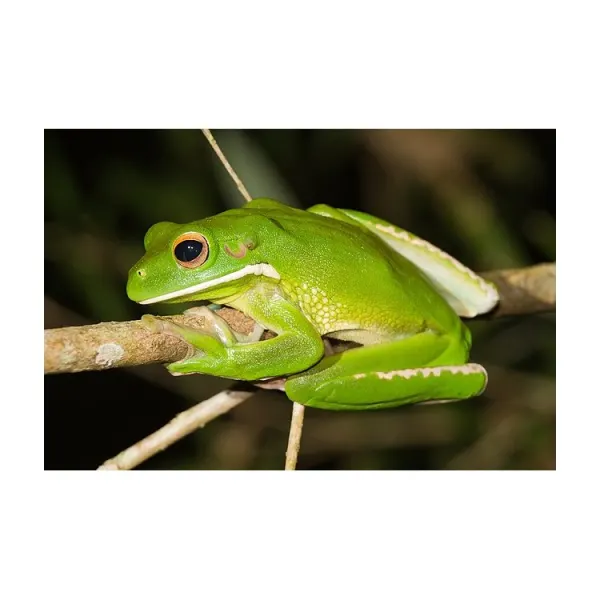 Litoria infrafrenata Australian Giant Treefrog