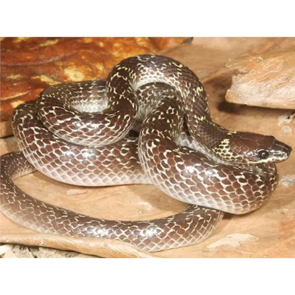 Lycodon capucinus