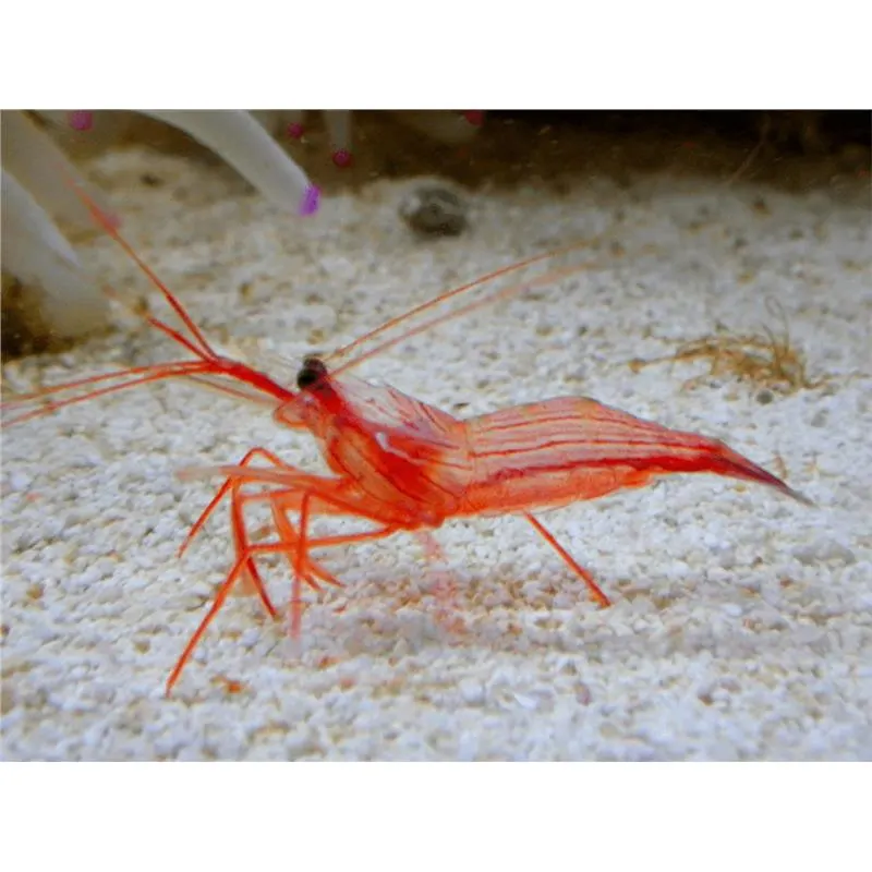Lysmata wurdemanni
