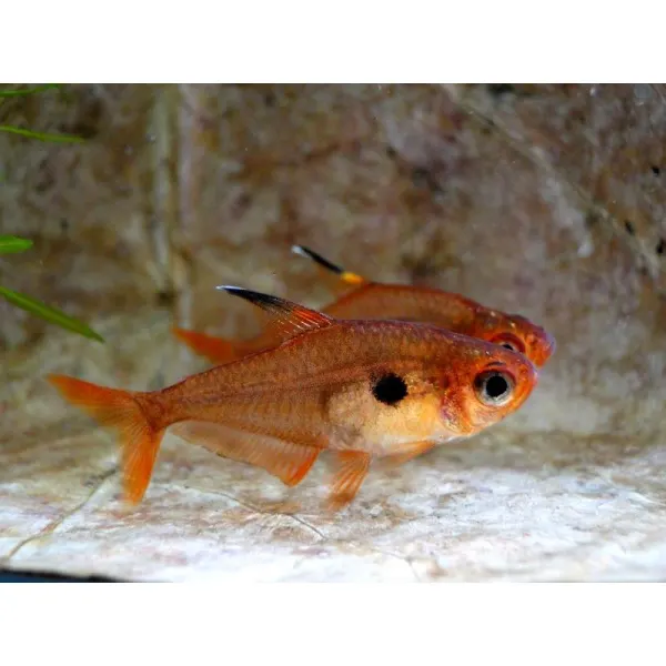 Megalamphodus sweglesi