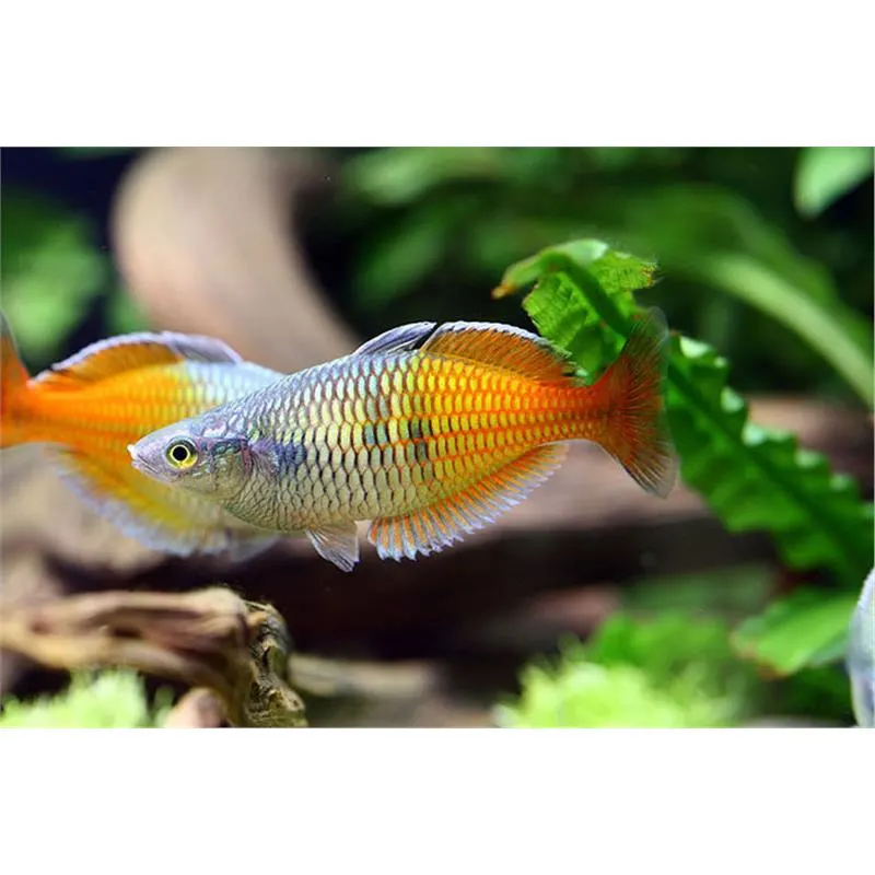 Melanotaenia Boesemani