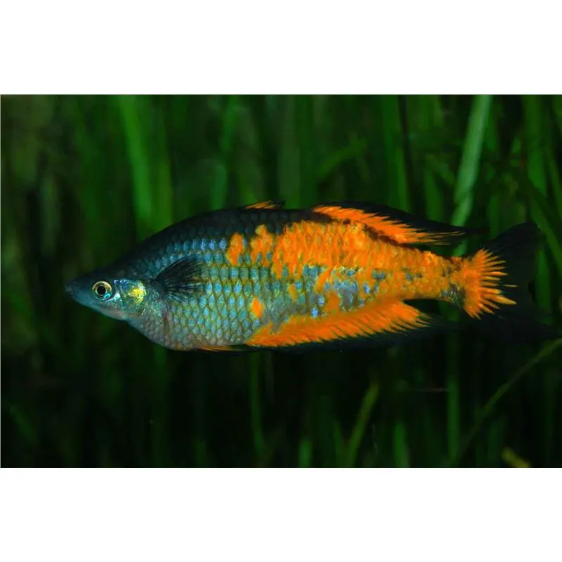 Melanotaenia Parkinsoni