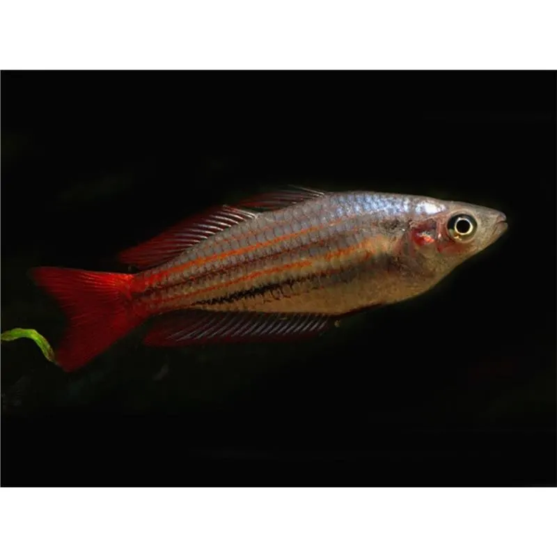 Melanoteania australis super red