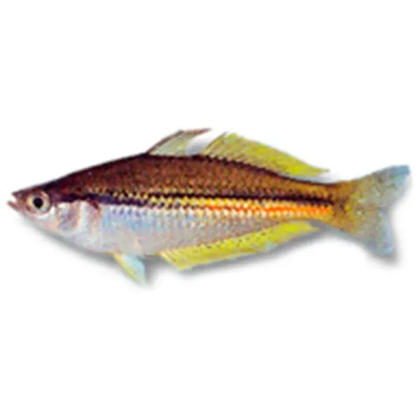 Melanoteania papuensis