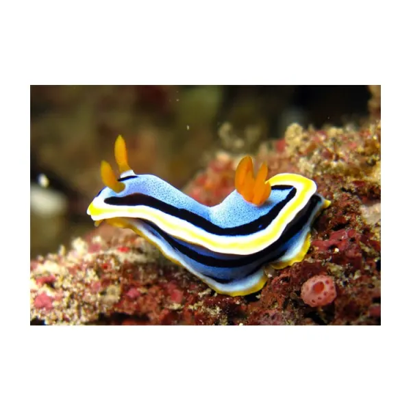 Melc marin Chromodoris annae