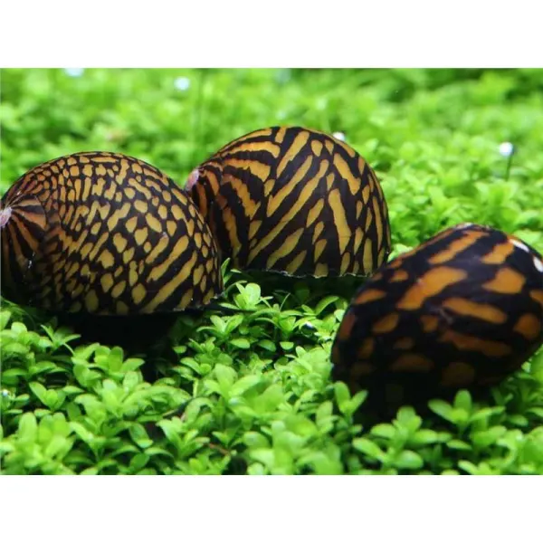 Melc Neritina sp. tigre