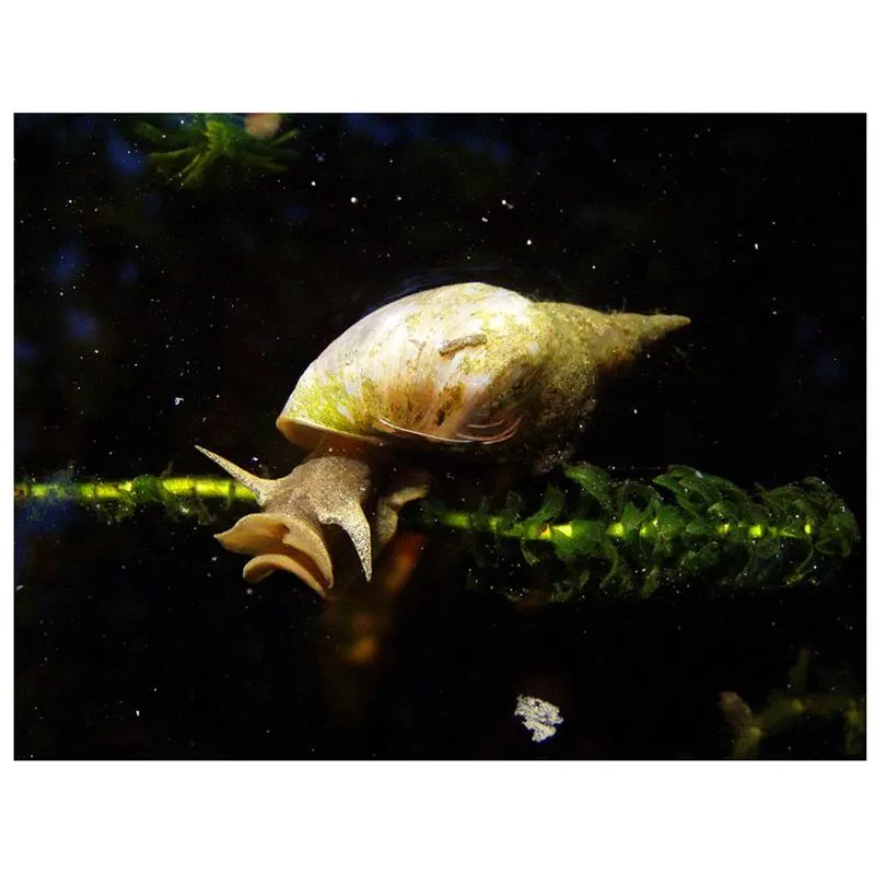Melci Lymnaea stagnalis