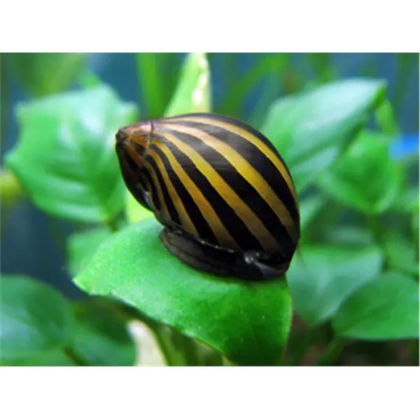 Melci Neritina Zebra