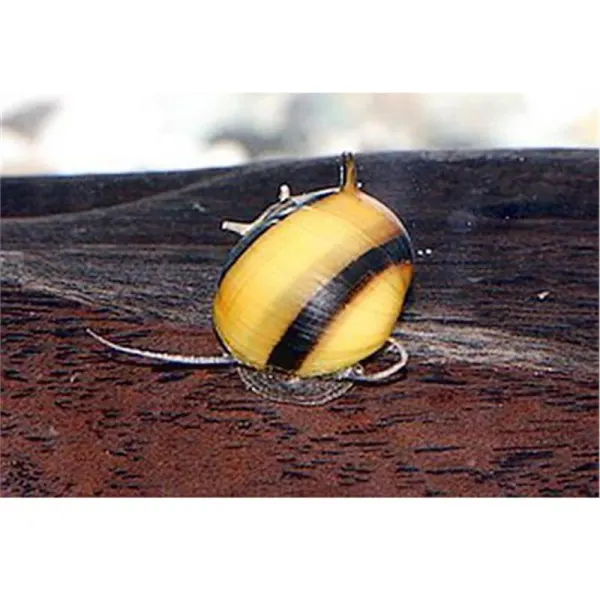 Melci Spiral Horn