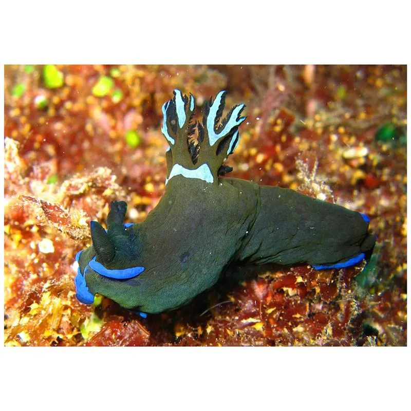 Melci Tambja morosa