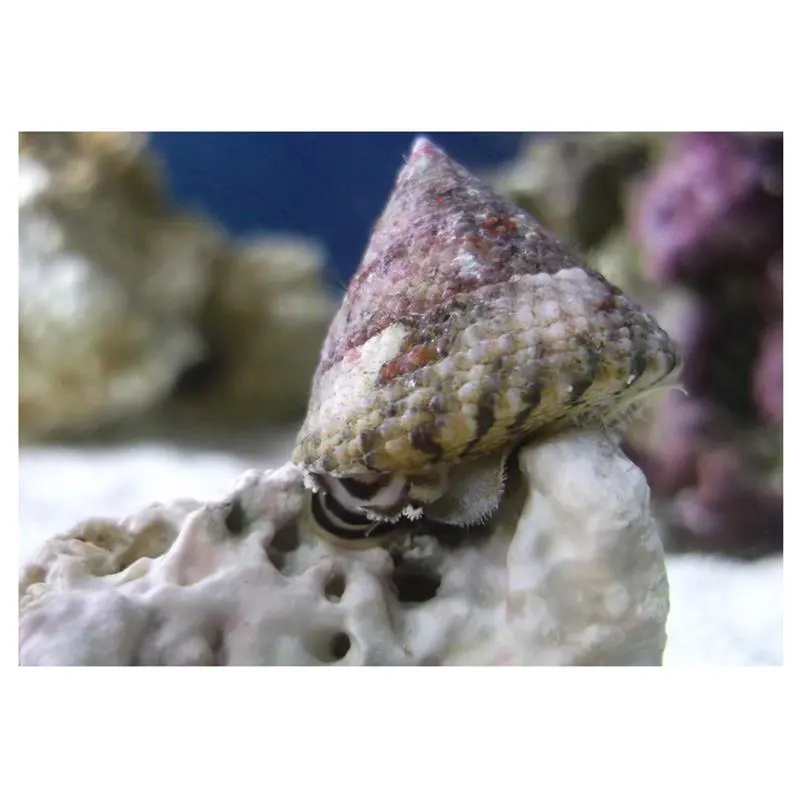 Melci Trochus sp.