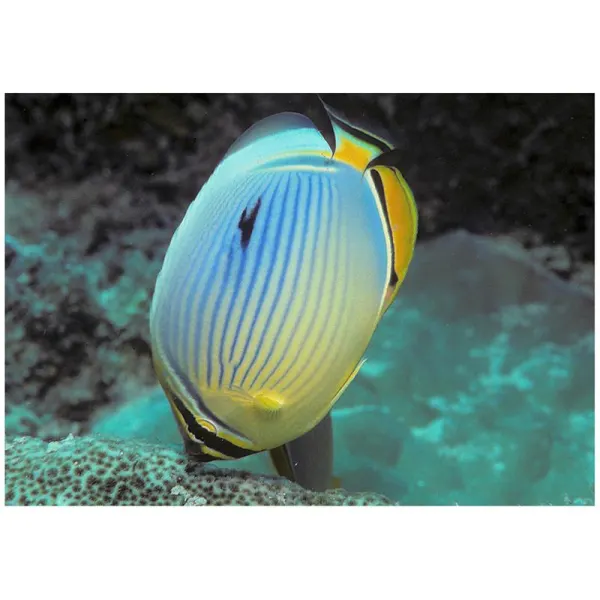 Melon Butterflyfish (Chaetodon trifasciatus)