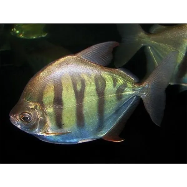 Metynnis fasciatus