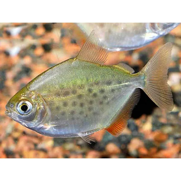 Metynnis maculatus