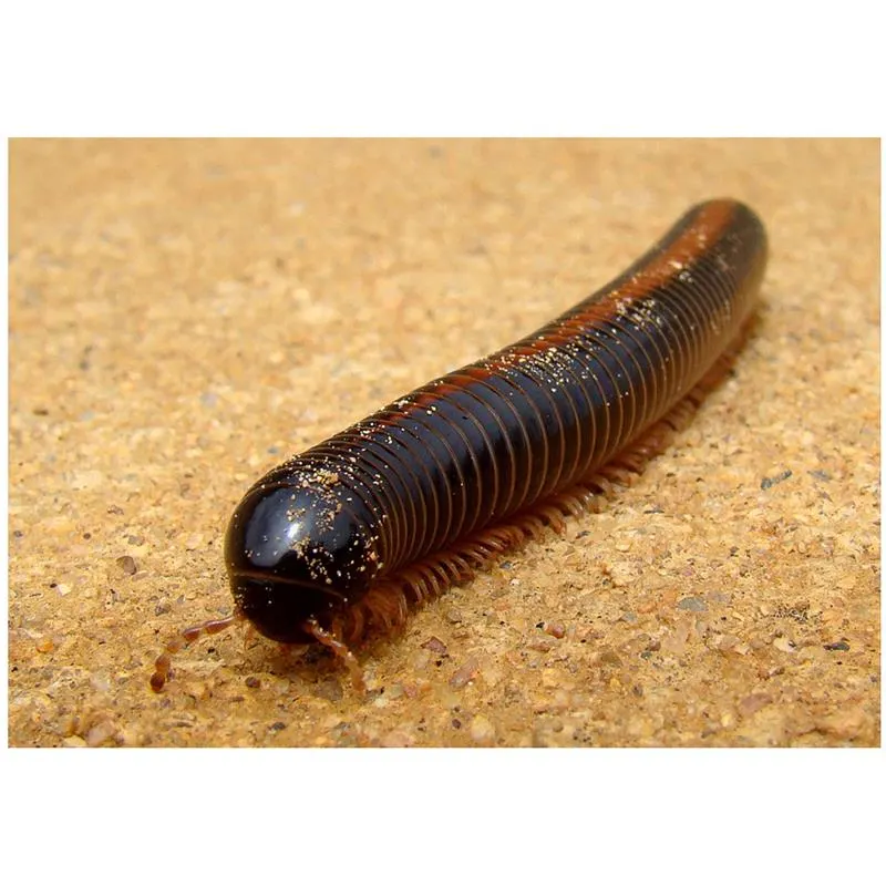 Miriapod gigant african
