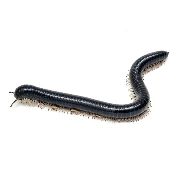 Miriapod negru Thyropygus sp.