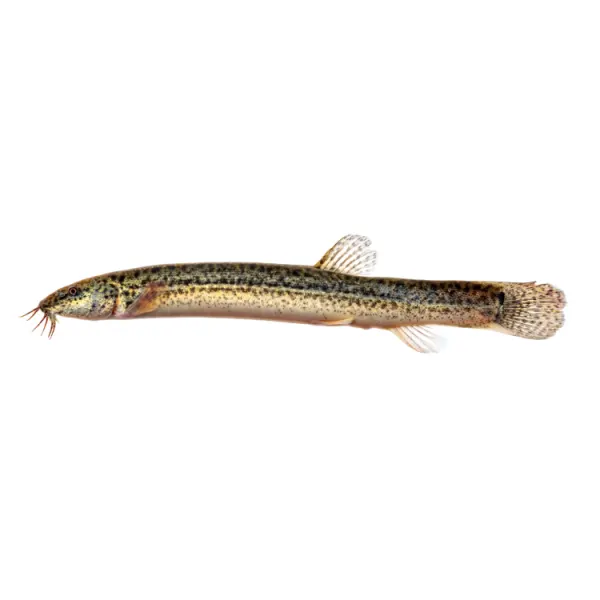 Misgurnus anguillicaudatus (7-10 cm)