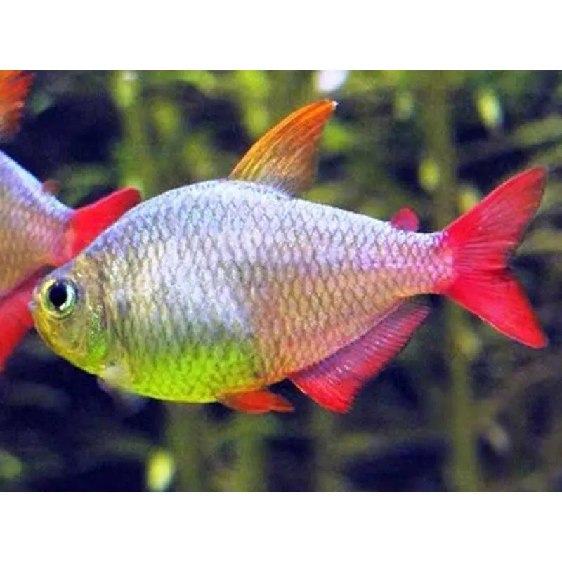 Moenkhausia columbiana red-blue