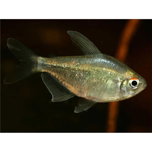 Moenkhausia pittieri