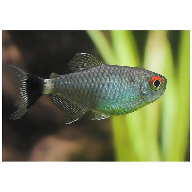 Moenkhausia sanctaefilomenae