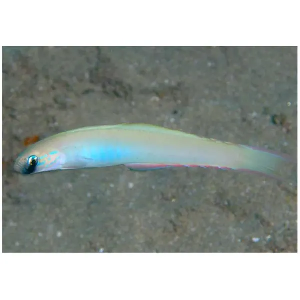 Monofin dartfish (Ptereleotris monoptera)