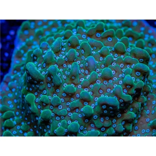 Montipora undata frag