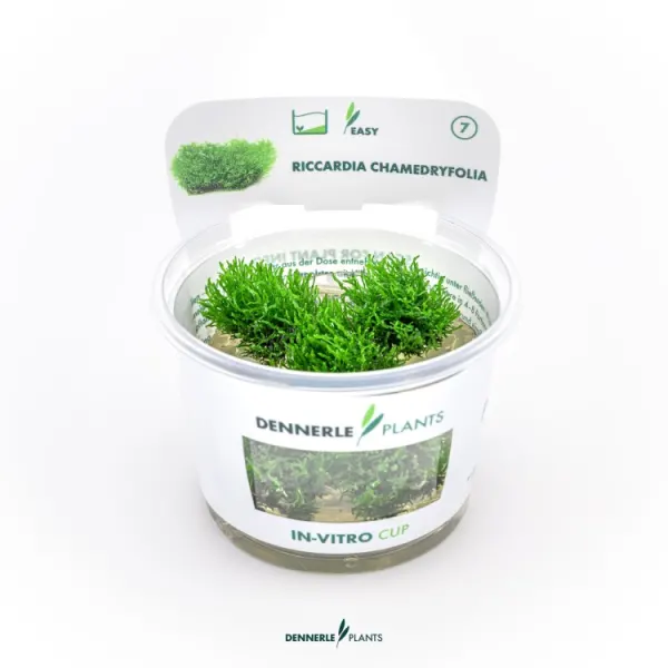 Muschi acvariu Dennerle Riccardia chamedryfolia 'Coral Moss' In-Vitro